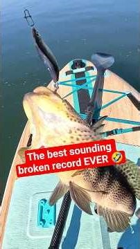 When BAIT jumps out of the water...CAST!