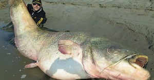 Fisherman Catches and Releases Record Breaking 280-pound Catfish
