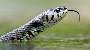 Slithering into Safety: Alabama's snake tips for protection