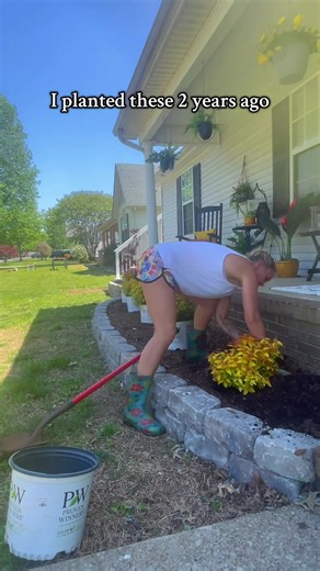 Growing Beautiful Candy Corn Spirea Plants: My Planting Journey