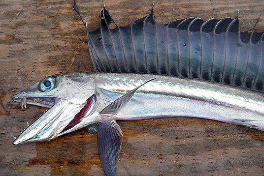 11 Strange But True Facts About Lancetfish