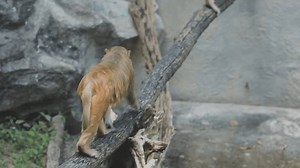 「ジャングルのサルは食べる」の動画素材（ロイヤリティフリー）3656051423 | Shutterstock