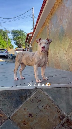 XL Bully Breed Overview