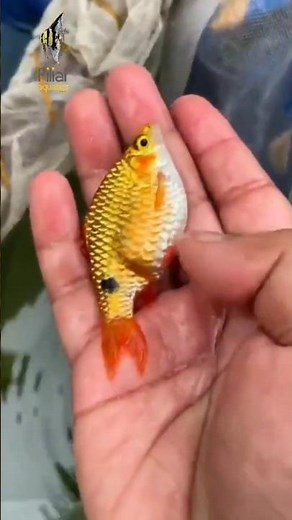 🌸 Rosy Barb | Care, Tank Setup, Behavior & Feeding Guide! #filialaquatics #rosybarb #barb