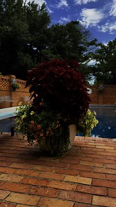 I have been pruning these containers in phases all summer to maintain their health. Doing it in phases, allows me to keep the overall look of a full container and doesn’t shock the entire system. I’ve alternated between trimming the coleus and the petunias/superbells. When trimming the coleus, I look for little bracts of new growth and trim right above that. Removing half the plant is allowing more sunlight to get into the canopy of the container, thus allowing more energy to go to the first hal