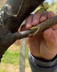 New cleft grafting method | Magic Hands Creations