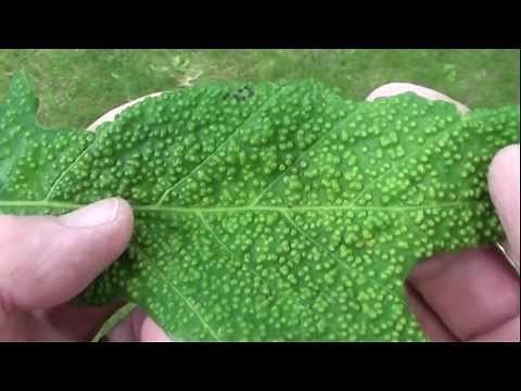 Jumping Oak Gall (Cynipidae: Neuroterus saltatorius) on Oak Leaf