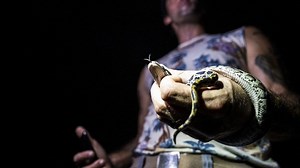 En Floride, la chasse aux pythons birmans pour aider l'écosystème mais aussi la santé mentale - RTBF Actus