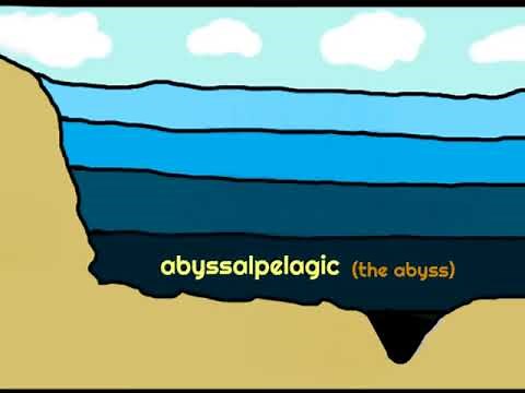 CC Cycle 1 Week 19 Science Song