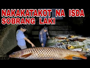 Naglabasan Ang Mga Higanteng Karpa Sa Lagusan Ng Dam || Biglang Kumulo Ang Tubig