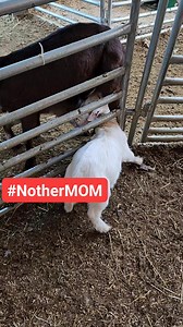 My baby goat Hanaah is mischievous. Most goat Mom's don't nurse other baby goats but Olive does and Hannah knows this. | Cotton Bean Farms