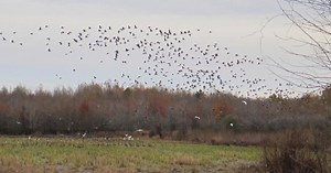 Wetlands Reserve Easements (WRE) | Natural Resources Conservation Service