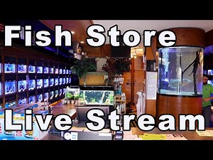 What Makes a GREAT Local Fish Store? What to Look For When You Are Buying Fish!
