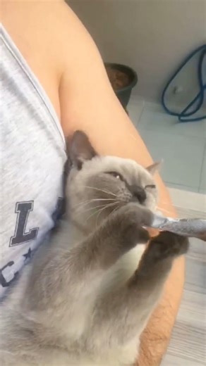 Cat Eating Sounds ASMR (So Satisfying!) 🐱