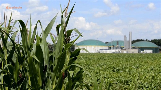 Biomasse soll nicht mehr als Erneuerbare Energie gelten