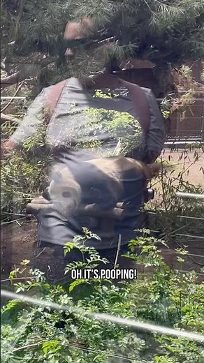 San Diego Zoo Panda Bear Poop #california #2025 #family #toddlers #kids #fun #vacation #funny