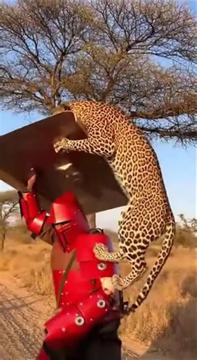 MINECRAFT IRL? Leopard Attacks Boxy Armor! 🟥🐆