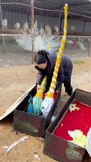 The SECRET To Shipping Live Peacocks SAFELY Worldwide 📦