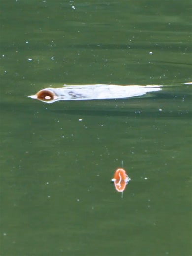 Down to the wire! - ‘Carp Wars’ on Fishing TV Click the link to watch now! https://www.fishingtv.com/series/carp-wars/ Carp Wars, the ultimate fishing challenge. We've assembled five of the UK's top carp anglers - Jerry Hammond, Ian Russell, Dave Lane, Mark Bryant and Ian Chillcott - plus one rookie - Harry Pratt - and we've pitted them against one another in a series of fifteen head-to-head matches. The top two on the leaderboard after 15 rounds go through to the grand final. #fishing #fishingt