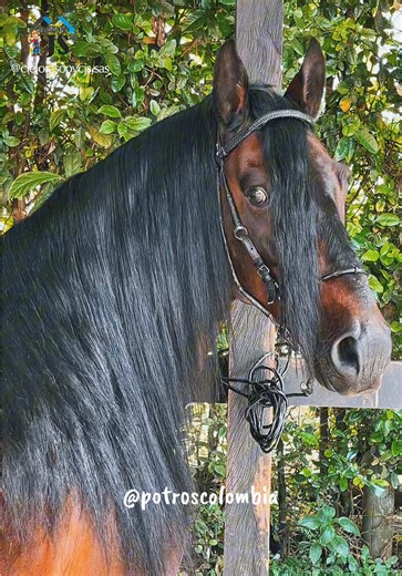 Belleza de los Caballos en Colombia
