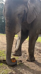 3K views · 24 reactions | Elephant(Osh) tries different methods to crack open the pumpkin!! #nature #pumpkin #elephant | Natural Wild | Facebook