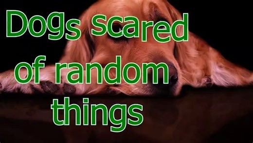 Dogs get scared of random things - Funny scared dogs compilation