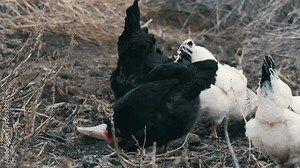 Black and white farm chickens graze in dry grass in late autumn or early spring.