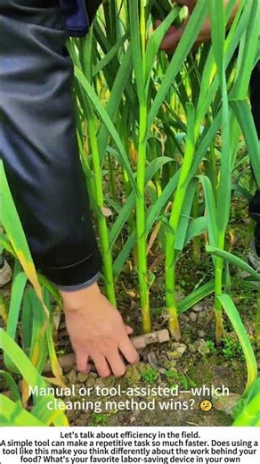Speedy Cleanup: Trimming Garlic Scapes with a Specialized Tool 🧄✂️