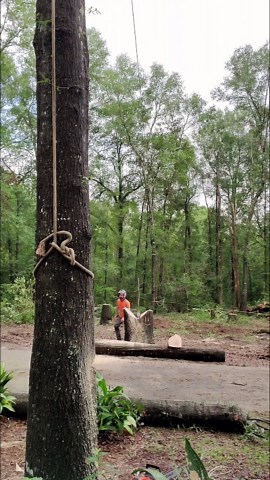 Tree Perfectly Falls Into Stump of Another Tree After Getting Cut