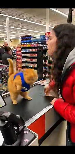 717K views · 10K reactions | Angry Orange Cat Attacks Customer in Supermarket! Real Chaos Caught on Camera #usa #usareels #reelsusa #catfight #orangecat #cashiercat #supermarketchaos #viralreel #reels | Kitty Cuddle Club | Facebook