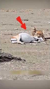 The Cheetah Finally Caught Its Prey After Days of Struggle 🐆 #shorts #chita #hunting