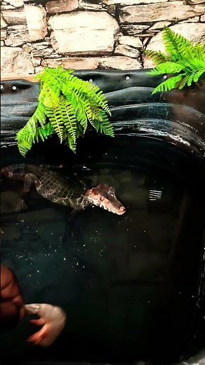 “Meet the Dwarf Caiman: Nature’s Armored Mini Croc”