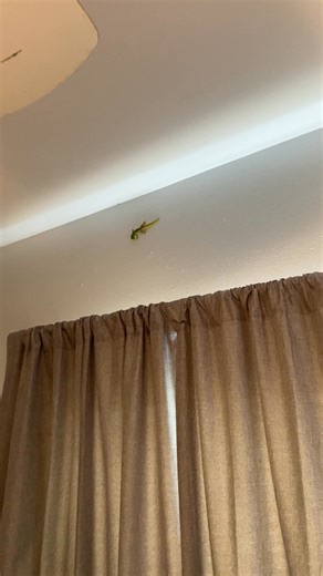 Tropicat VS The Geico Gecko | TropiCats