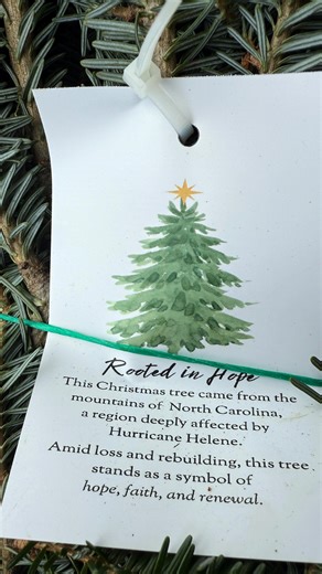 We made our annual trip to Boone, North Carolina to pick up this year’s Fraser Firs… and the trees are BEAUTIFUL. 🌲❤️ Grown high in the mountains, loaded fresh, and brought home with care — they’re now on their way to Flat Top Mountain Farm. ✨ Pre-order your tree & save 10% 📅 Early pickup begins Black Friday, November 28 🚪 Walk-ins open November 29 & 30 📍 Flat Top Mountain Farm – Soddy-Daisy, TN These are #1 Grade Fraser Firs from a family farm — the same region impacted by Hurricane Helene.