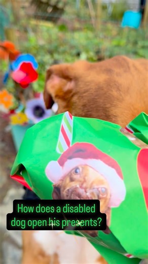 🎁Nothing stops Newt!😂🎄🎁Newt has no nose or upper jaw, but he always finds a way to be “normal.” 🙏🏽If you’re a new follower, please know that Newt is not in any pain, and has no idea he is different🎁He was rescued as a puppy after his owner cruelly injured him💔But Newt never looked back!🥰He is happy, confident and living his best life with a family of rescued animals in the Oregon woods😁Please follow us for more adventures!🙏🏽🐾Hope everyone is having fun with dogs, peace and love!🎁♥️