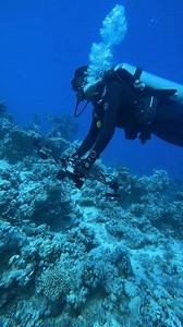 This is why we dive. Thank you @moe_scuba_diving for sharing these breathtaking moments with us! | Scubapro