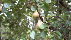 Wild conference pears grow on a tree with green leaves. Wind shakes branches with fruits on a sunny day