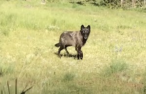 What You Should Expect In The Event Of A Wolf Encounter