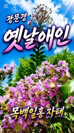 [광고] 강문경 ‘옛날애인’｜목백일홍 자태에 피어난 여름날 그리움 #강문경 #옛날애인 #목백일홍 #배롱나무 #트로트쇼츠
