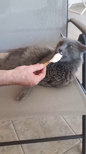 This looks like Ice Cream Kitty Heaven! #cats #catsofinstagram #cat #catstagram #catlover #catlife #catlovers #instacat #kitten #pets #meow #kittens #catoftheday #kitty #funny #cute #icecream #dessert #chocolate #yummy #icecreamlover | Reader's Digest