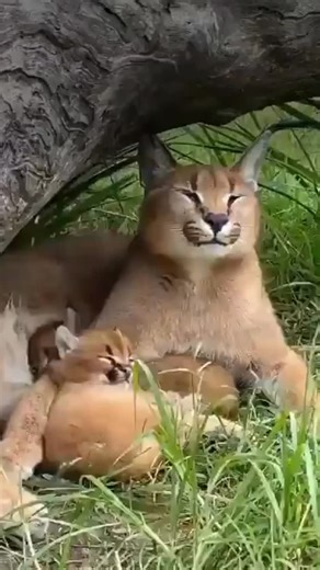 In the wild, the first face a newborn sees is their mother. That moment called imprinting is where instinct meets love. From that point on, she’s their guide, their protector, their world. Mothers across the animal kingdom do everything to keep their young safe. From penguins braving the cold to elephants standing guard, that fierce, protective love speaks every language even when no words are spoken. Happy Mother’s Day to the ones who lead with love, protect without pause, and stay close no mat