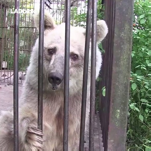 These bears hadn't set foot out of their cages in almost 20 years but now they're finally free... | LADbible