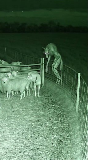 Skinwalker Spotted in Night Vision: Guard Dogs vs Creepy Creature! 🌙🐺