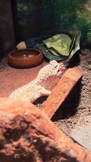 Leopard Gecko Shedding Tips for Reptile Keepers
