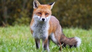 Watch: Camera catches New York woman fighting off rabid fox in front yard