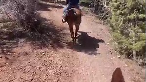 Had a wonderful time taking a 2 hour mule ride on the south rim of the Grand Canyon! Absolutely breathtaking views of God’s creation! | Randy Ollis
