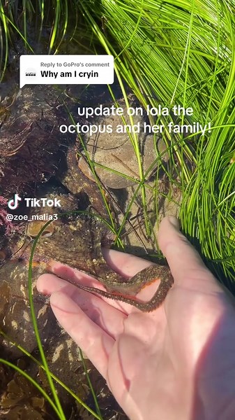 Replying to @GoPro update on lola my octopus friend and her family (including the babies)! we get to see underwater! thanks @GoPro #octopus #fyp #tidepool #socal #lolatheoctopus