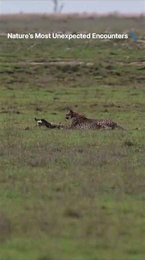 Nature’s Most Unexpected Encounters 🐾 #cheetah #fawn #wildlife #wildwisdom
