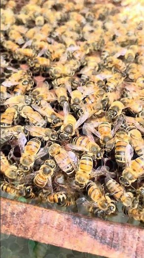 "Watch a Queen Bee Hatch and Walk for the First Time! 🐝✨"