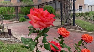 4.7K views · 101 reactions | Stop and see the beautiful roses blooming at the Tyler Rose Garden! Additional information on the roses in East Texas can be found here: https://bit.ly/3xuzP9D | KLTV 7 | Facebook